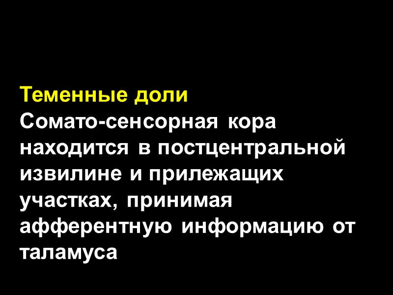 Теменные доли  Сомато-сенсорная кора находится в постцентральной извилине и прилежащих участках, принимая афферентную